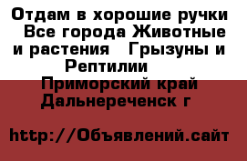 Отдам в хорошие ручки - Все города Животные и растения » Грызуны и Рептилии   . Приморский край,Дальнереченск г.